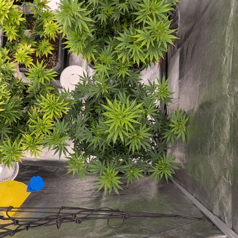 #51 AK47 growlog timeline photo
