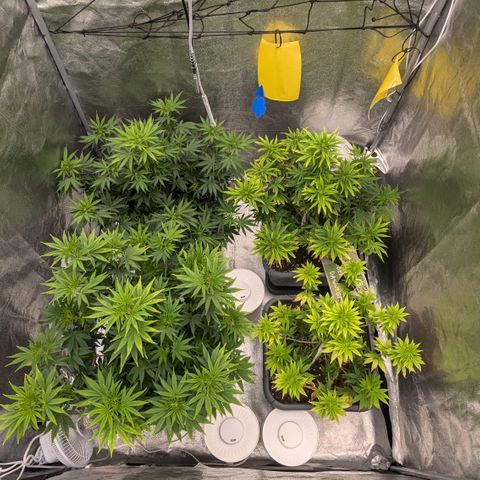 #48 AK47 growlog timeline photo