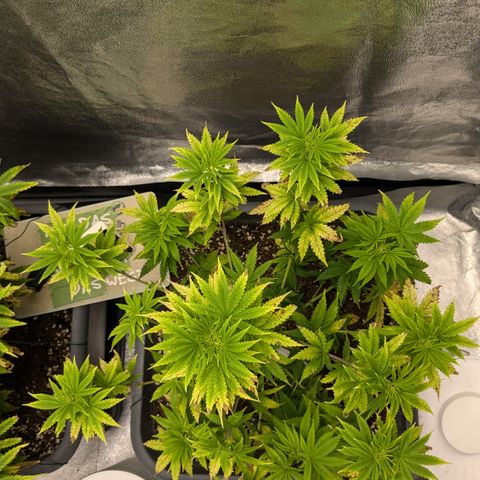 #48 AK47 growlog timeline photo