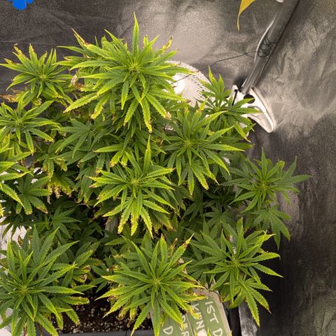 #50 AK47 growlog timeline photo