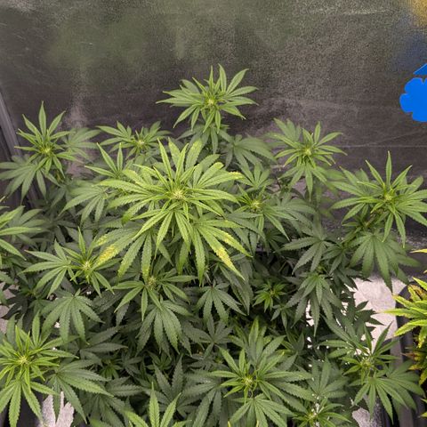 #51 AK47 growlog timeline photo