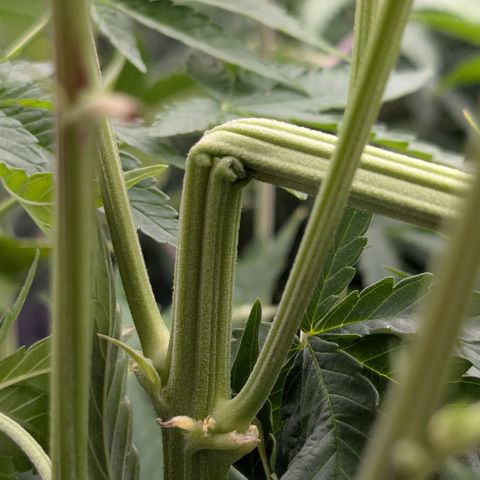 #49 AK47 growlog timeline photo