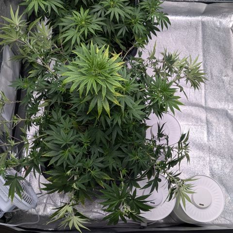 #49 AK47 growlog timeline photo