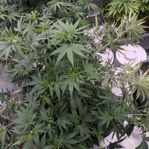 #49 AK47 growlog timeline photo