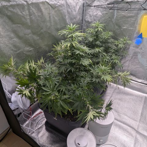 #49 AK47 growlog timeline photo