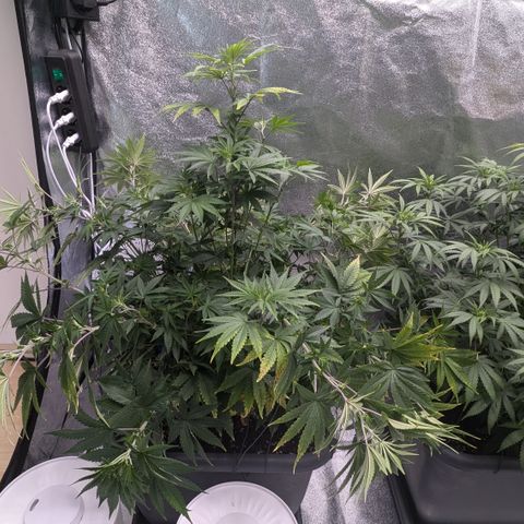 #49 AK47 growlog timeline photo