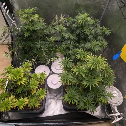 #48 AK47 growlog timeline photo