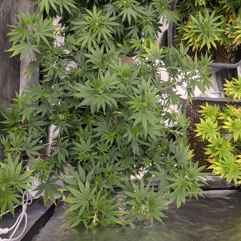 #49 AK47 growlog timeline photo