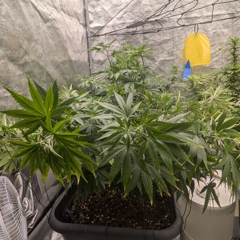 #49 AK47 growlog timeline photo