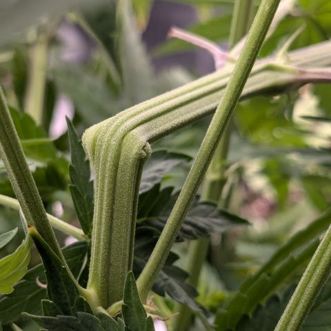 #49 AK47 growlog timeline photo