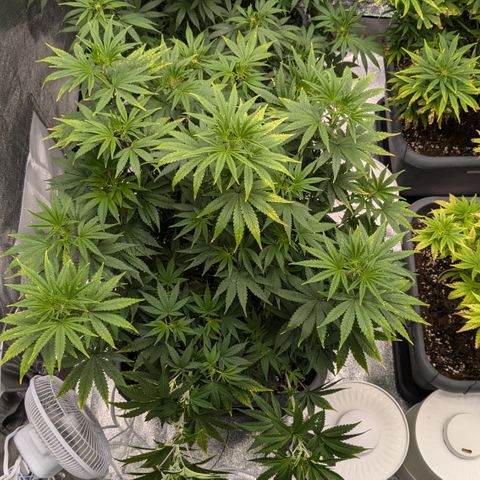 #49 AK47 growlog timeline photo