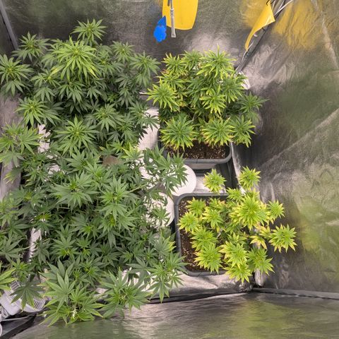 #48 AK47 growlog timeline photo