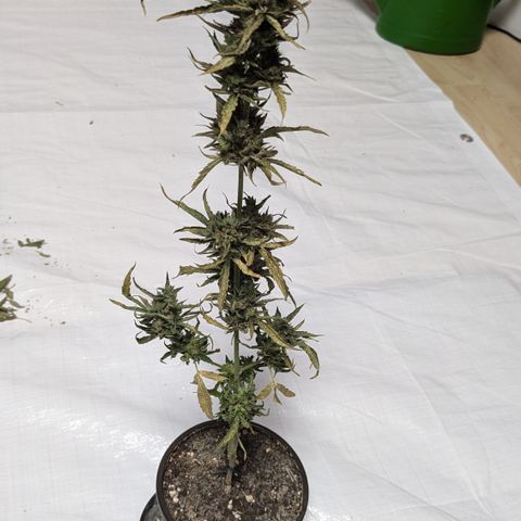 #47 Sticky Orange growlog timeline photo
