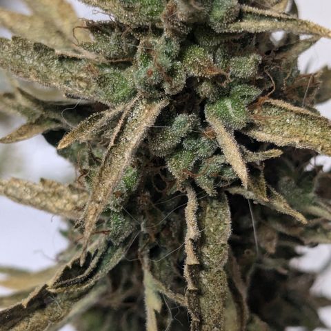 #47 Sticky Orange growlog timeline photo