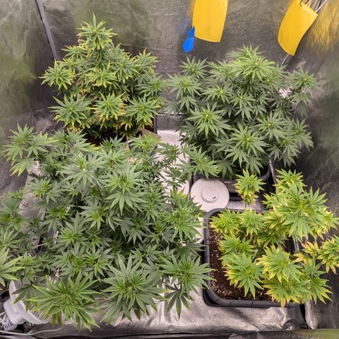 #48 AK47 growlog timeline photo