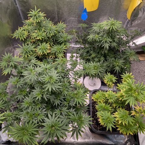 #48 AK47 growlog timeline photo