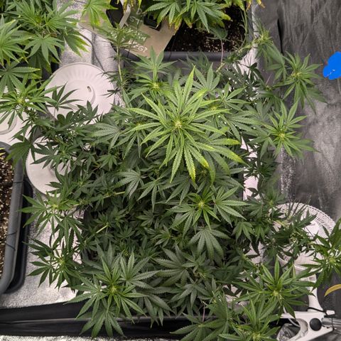 #51 AK47 growlog timeline photo
