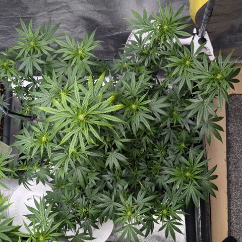 #51 AK47 growlog timeline photo