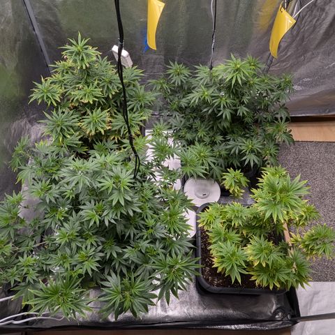 #48 AK47 growlog timeline photo