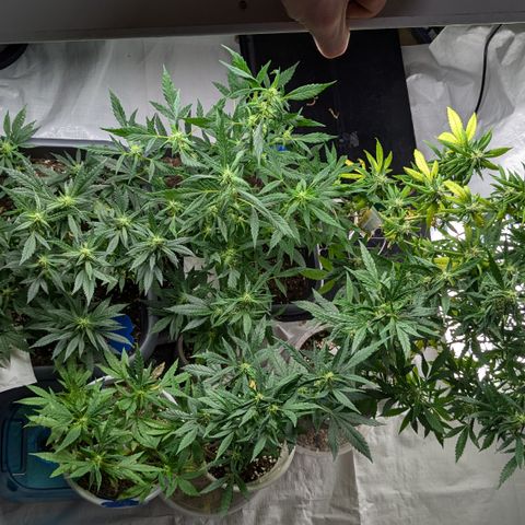 #31.7 White Widow growlog timeline photo
