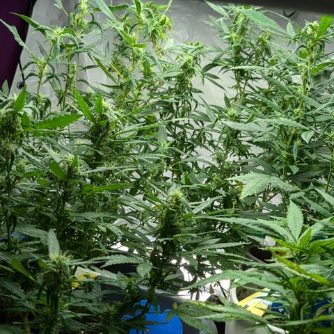 #31.7 White Widow growlog timeline photo