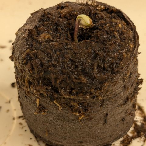 #52 Purple Haze growlog timeline photo