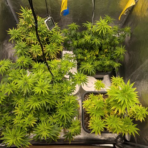 #48 AK47 growlog timeline photo