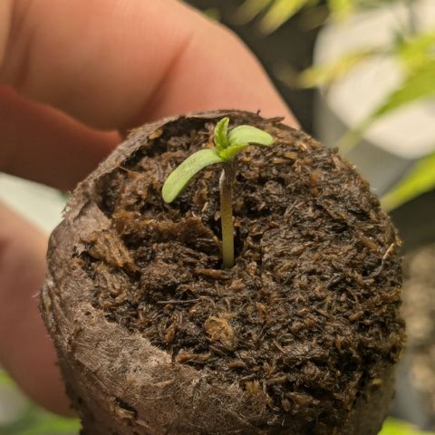 #52 Purple Haze growlog timeline photo