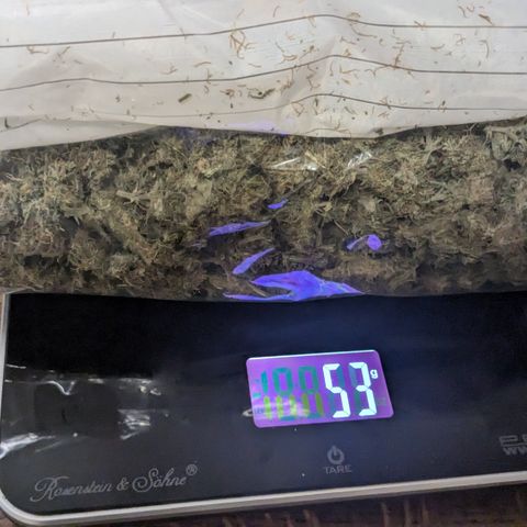 #31.7 White Widow growlog timeline photo