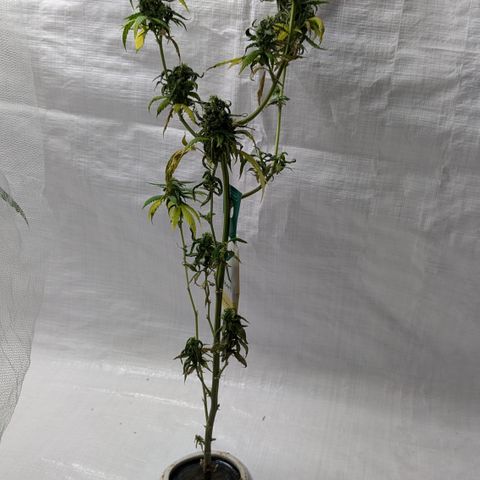 #31.9 Kiffkopp growlog timeline photo
