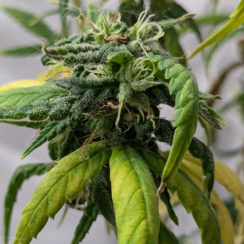 #31.9 Kiffkopp growlog timeline photo
