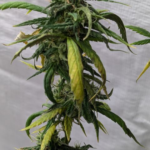 #31.9 Kiffkopp growlog timeline photo