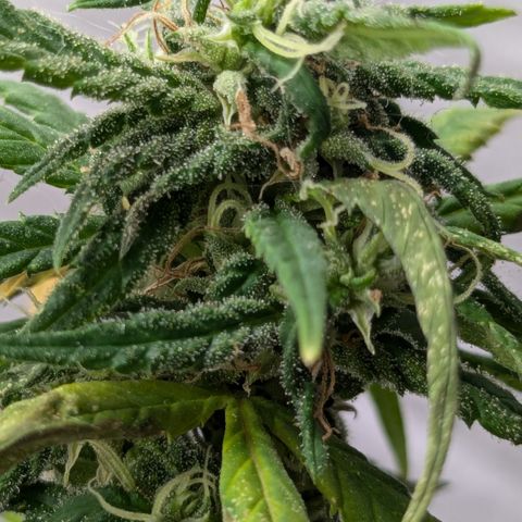 #31.9 Kiffkopp growlog timeline photo