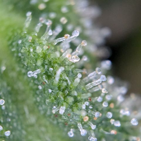 #31.9 Kiffkopp growlog timeline photo