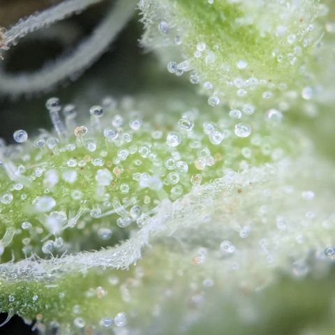 #31.9 Kiffkopp growlog timeline photo