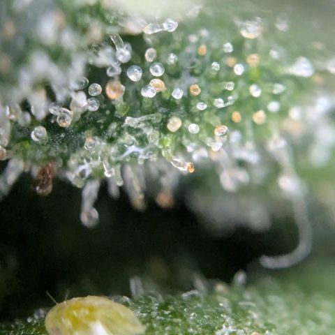 #31.9 Kiffkopp growlog timeline photo