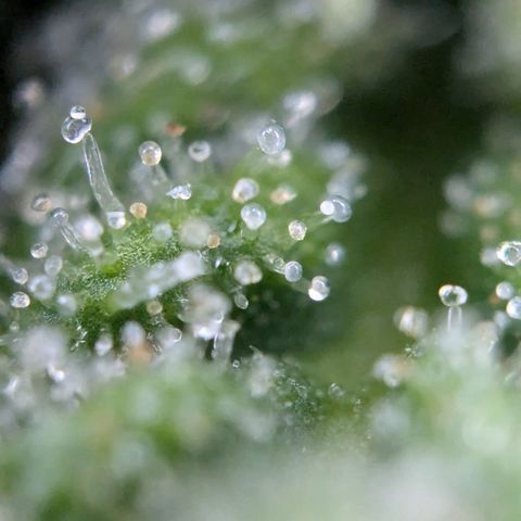 #31.9 Kiffkopp growlog timeline photo