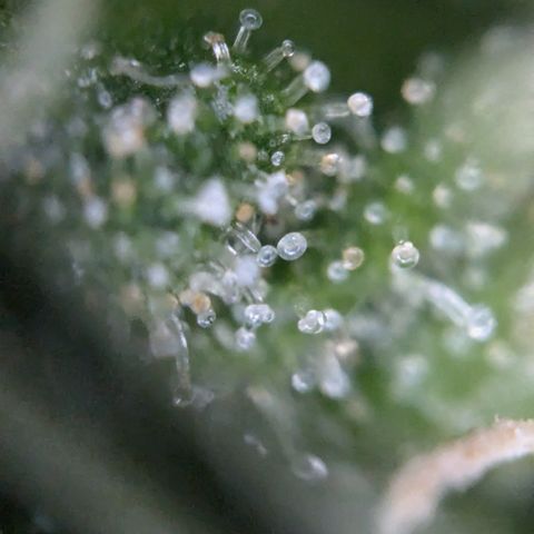 #31.9 Kiffkopp growlog timeline photo