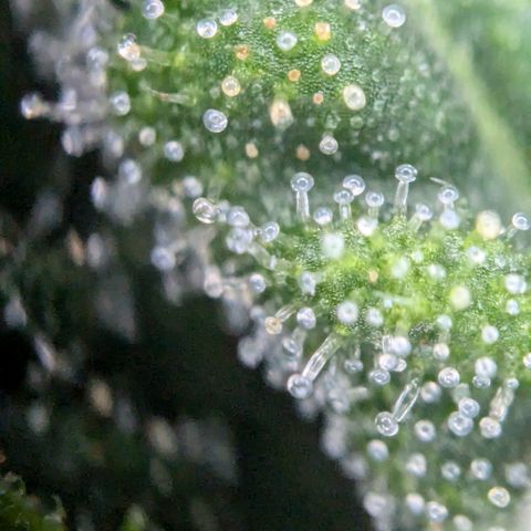 #31.9 Kiffkopp growlog timeline photo