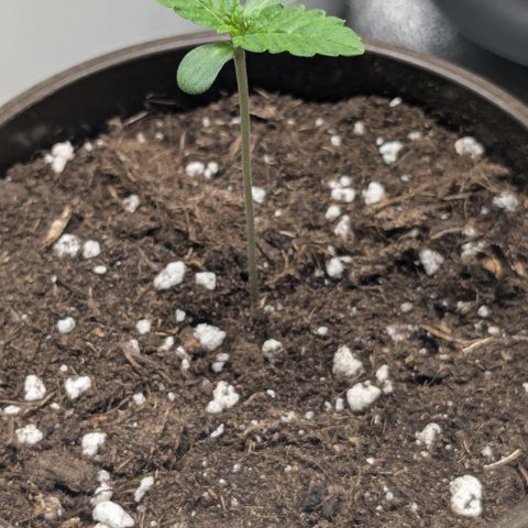 #52 Purple Haze growlog timeline photo