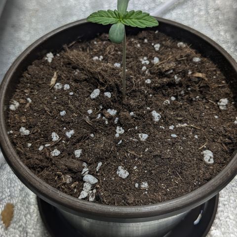 #52 Purple Haze growlog timeline photo