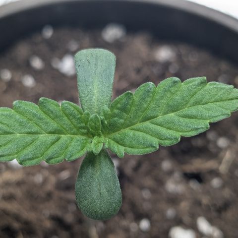 #52 Purple Haze growlog timeline photo