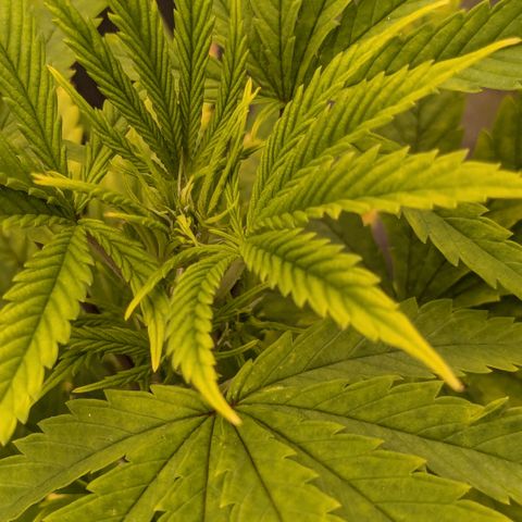 #48 AK47 growlog timeline photo