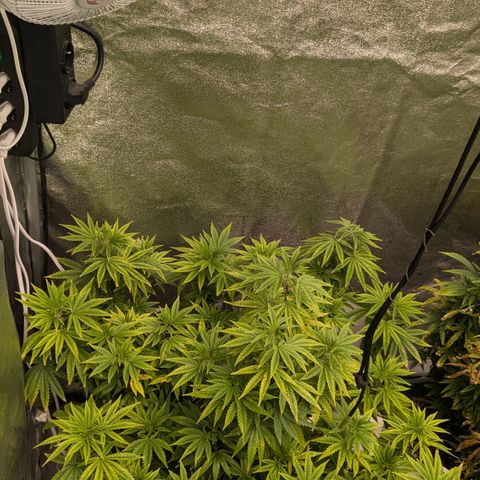 #49 AK47 growlog timeline photo