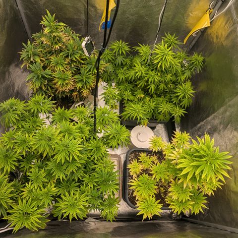 #48 AK47 growlog timeline photo