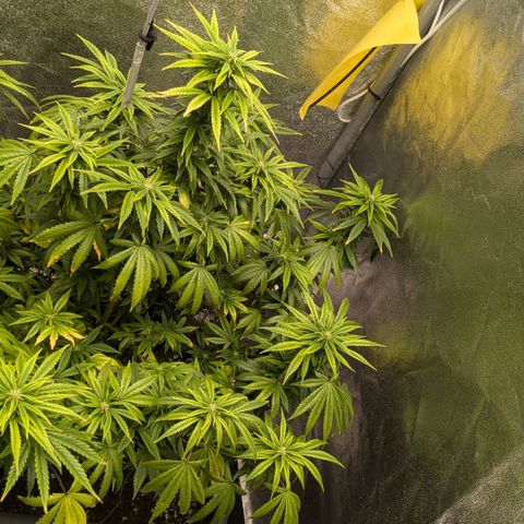 #51 AK47 growlog timeline photo