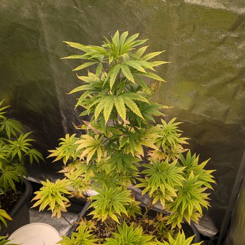 #48 AK47 growlog timeline photo