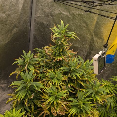 #50 AK47 growlog timeline photo