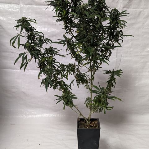 #31.5 White Widow growlog timeline photo