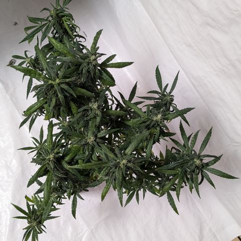 #31.5 White Widow growlog timeline photo